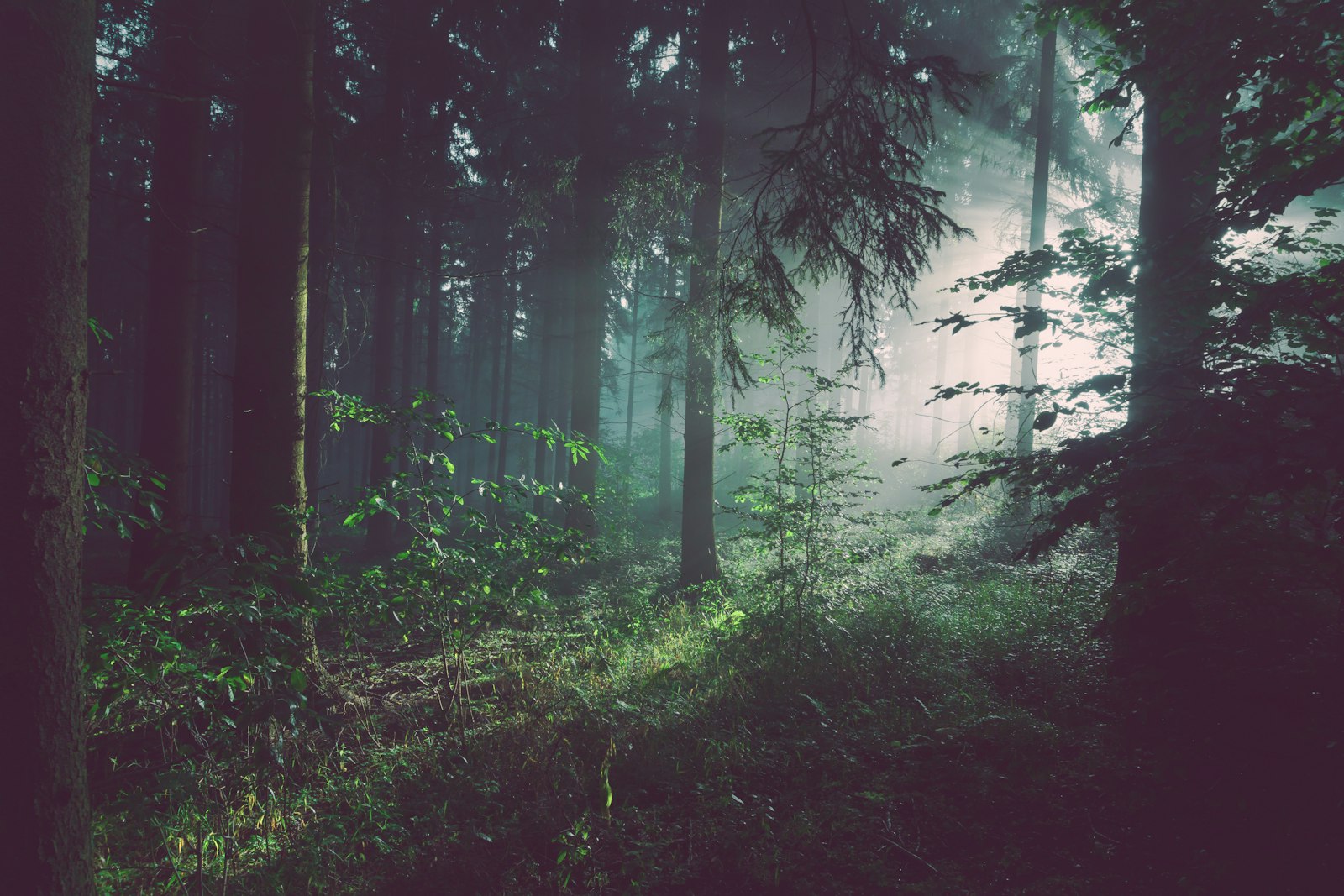 Lush forest canopy